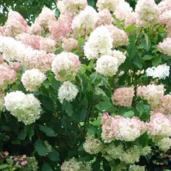 Гортензия метельчатая Фантом 20 h30 см