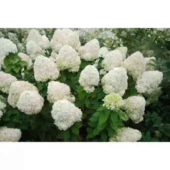 Гортензия метельчатая Фантом 30 h30 см