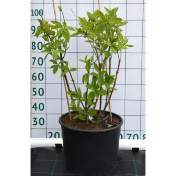 Гортензия метельчатая «Фантом» 40x100 см