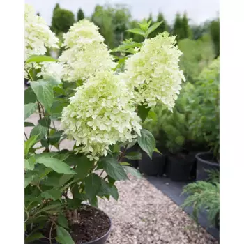 Гортензия метельчатая Фантом 9 h200 см