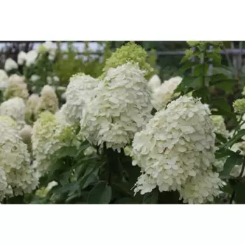 Гортензия метельчатая «Фантом» 9x15 см