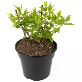 Гортензия метельчатая Фантом h20 - 40 см