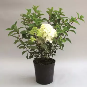 Гортензия метельчатая Фантом h50 - 60 см