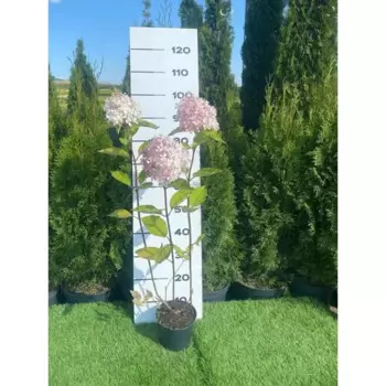 Гортензия метельчатая Фантом h60 - 80 см