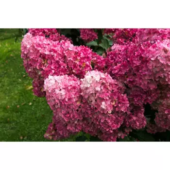 Гортензия метельчатая Фрайз Мельба 30 h30 см