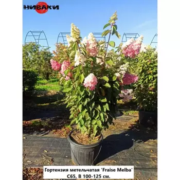 Гортензия метельчатая Фрайз Мельба 70 h100 - 125 см