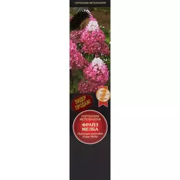 Гортензия метельчатая Фрайз Мелба