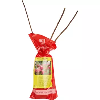 Гортензия метельчатая Фрайз Мелба 5 h35 см