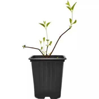 Гортензия метельчатая Фрайз Мелба 9 h30 см