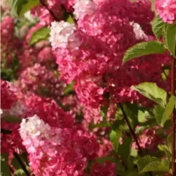 Гортензия метельчатая Фрейз Мельба 20 h30 см