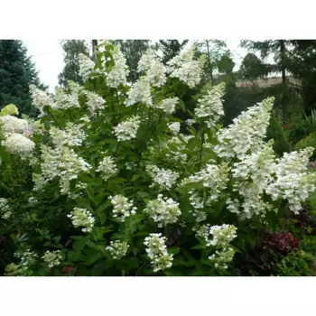 Гортензия метельчатая Юник 15 h35 см