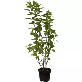 Гортензия метельчатая «Юник» C3 40-60 см