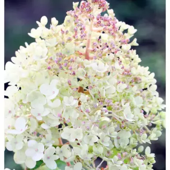 Гортензия метельчатая Юник h25 см