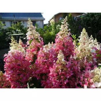 Гортензия метельчатая Канделайт