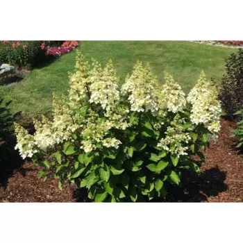Гортензия метельчатая Кэндллайт 25 h30 см