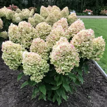 Гортензия метельчатая Коттон кремовая 15 h35 см