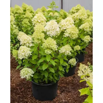 Гортензия метельчатая Лайм Лайт 19 h40 см