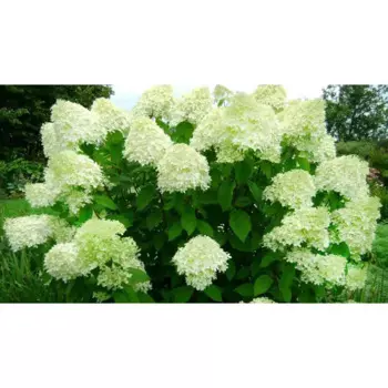 Гортензия метельчатая Лаймлайт 25 h30 см