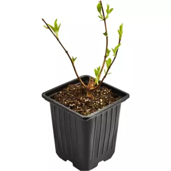 Гортензия метельчатая Лаймлайт 9 h30 см