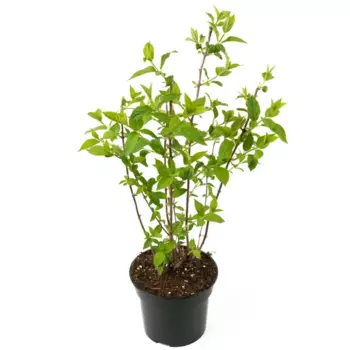 Гортензия метельчатая Limelight 55-75 см