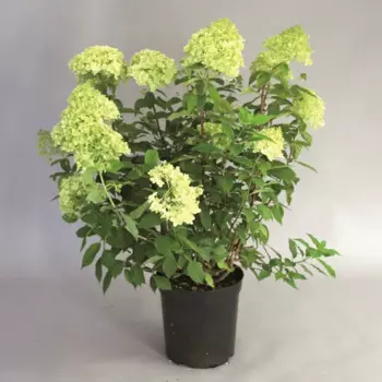 Гортензия метельчатая Литл Лайм h50 см