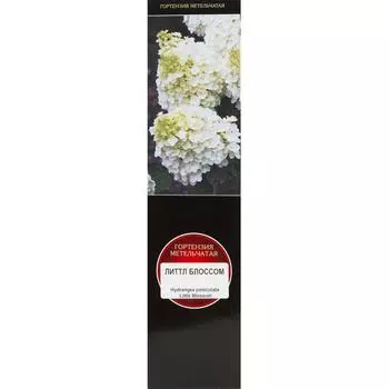 Гортензия метельчатая Литтл Блоссом