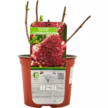 Гортензия метельчатая микс 17 h14 см