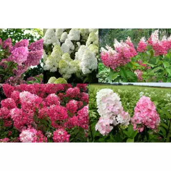 Гортензия метельчатая микс 19 h20 - 40 см