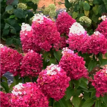 Гортензия метельчатая микс 20 h30 см