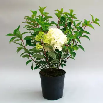 Гортензия метельчатая микс 25 h20 см