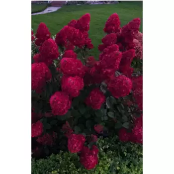 Гортензия метельчатая микс 28 h45 см