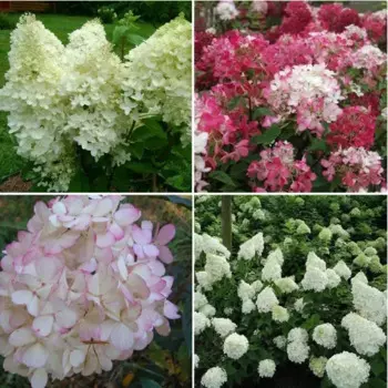Гортензия метельчатая микс 3 9.2 h36 см