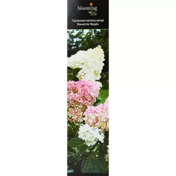 Гортензия метельчатая микс 9.2 h36 см