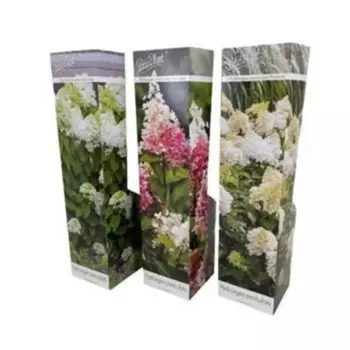 Гортензия метельчатая микс 9 h30 см