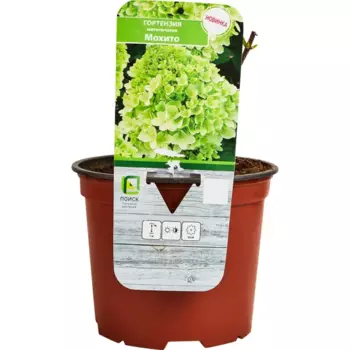 Гортензия метельчатая Мохито 17 h20 см