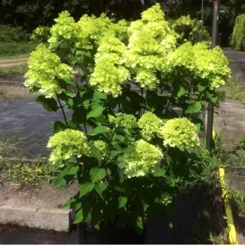 Гортензия метельчатая Мохито 19 h40 - 50 см