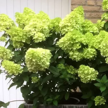 Гортензия метельчатая Мохито 30 h30 см