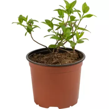 Гортензия метельчатая «Пастель Грин» С3