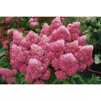 Гортензия метельчатая Петит Стар 30 h30 см