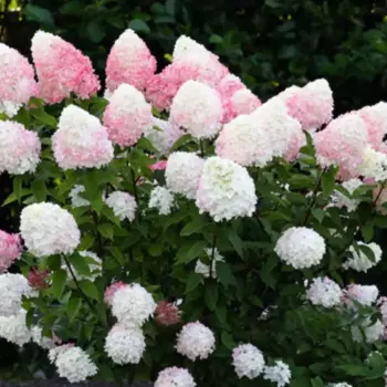 Гортензия метельчатая Пинк энд Роуз 20 h30 см