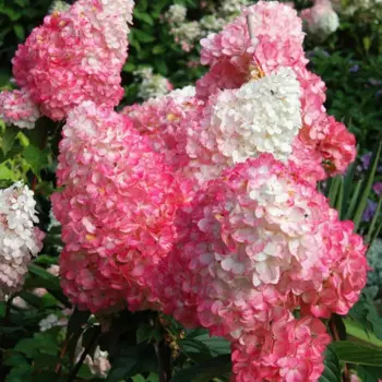 Гортензия метельчатая Пинк Даймонд 30 h30 см
