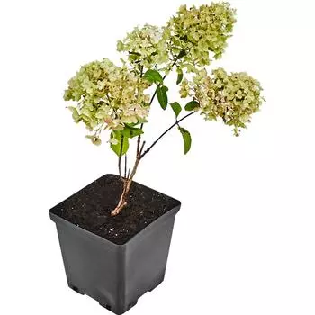 Гортензия метельчатая «Пинк Леди» 15x20 см