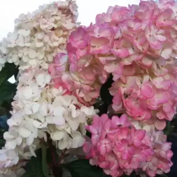 Гортензия метельчатая Пинк Леди