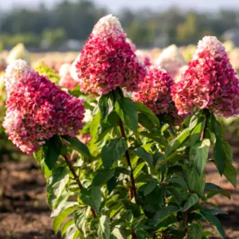 Гортензия метельчатая Пинк Промис 20 h30 см