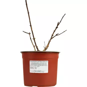 Гортензия метельчатая Пинки Промис 17 h20 см