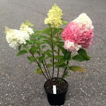 Гортензия метельчатая Пинки Промис 19 h55 см