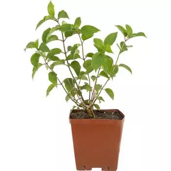 Гортензия метельчатая «Пинки Винки» 15x20 см