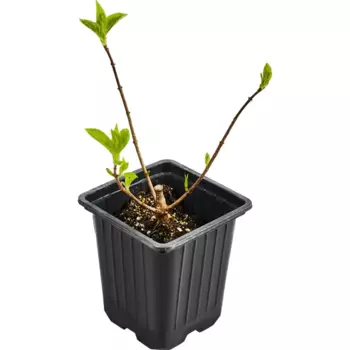 Гортензия метельчатая Пинки Винки 9 h30 см