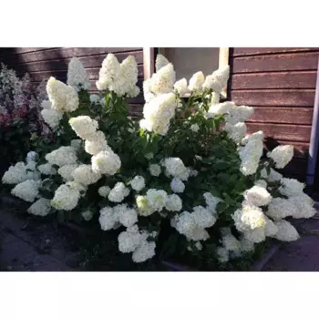Гортензия метельчатая Полар Биар 9 h20 см