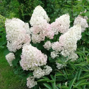 Гортензия метельчатая Полар Бир 15 h20 см